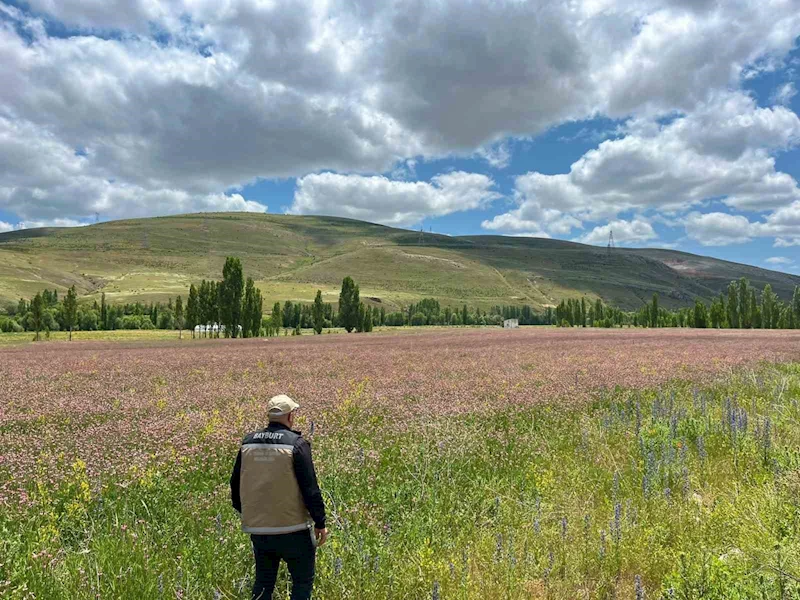 Bayburt ve Aydıntepe’de yem bitkileri için saha çalışmaları başlatıldı
