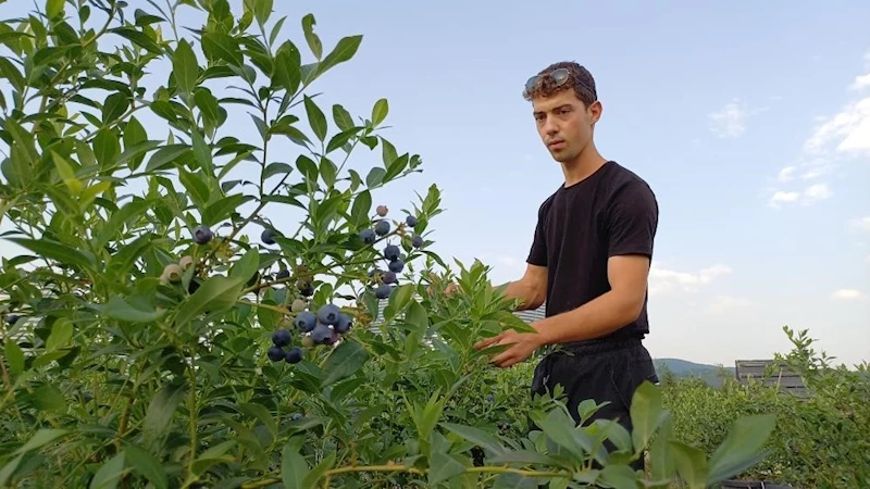 22 yaşında kendi bahçesini kurdu, şimdi 15 ton hasat bekliyor
