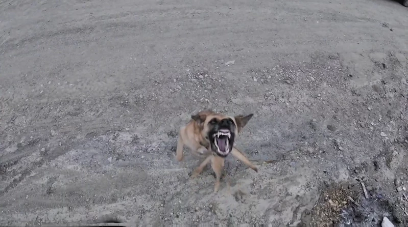 Köpeğin dronla imtihanı
