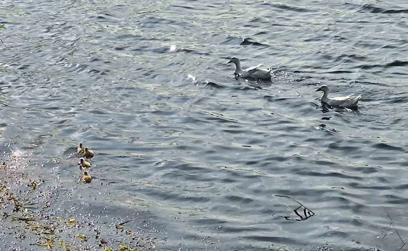 Pelitözü Göleti’nde uzun bir aradan sonra ilk pekin ördeği yavruları
