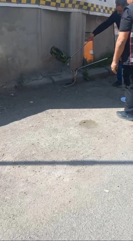 Kars’ta 1 metrelik yılan paniği
