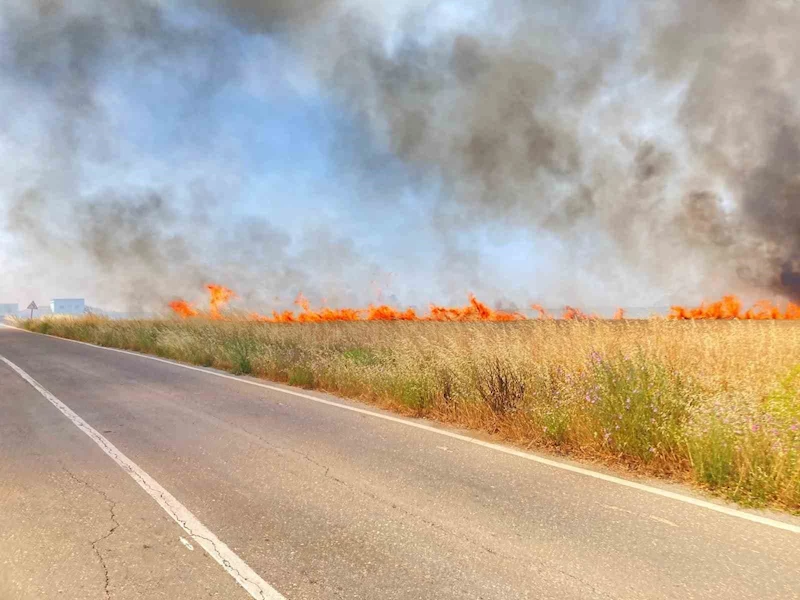 Tekirdağ’da 250 dönüm buğday yandı
