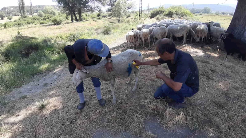 Bolu’da başıboş köpekler sürüye saldırdı: 