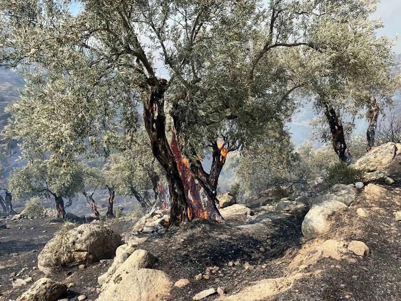 Aydın Efeler’de zirai alanda yangın, bazı evlerde hasar oluştu
