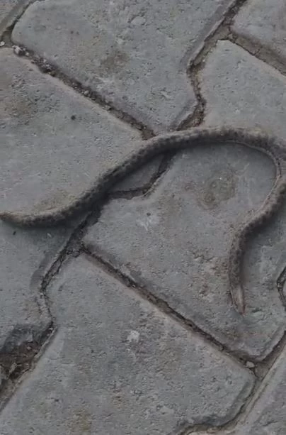 Elazığ’da çift başlı yılan tedirgin etti
