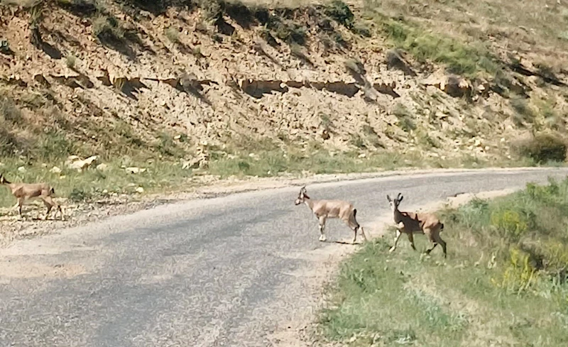 Dağ keçilerini görüntüledi, 