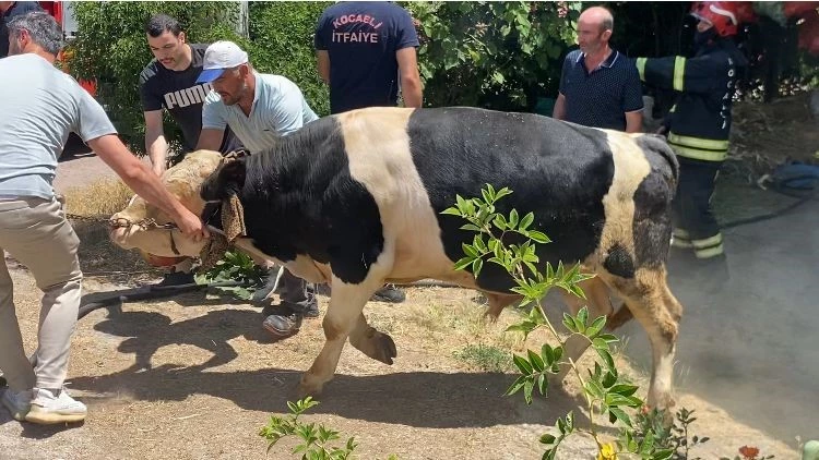 İzmarit önce otları, sonra ahırı yaktı
