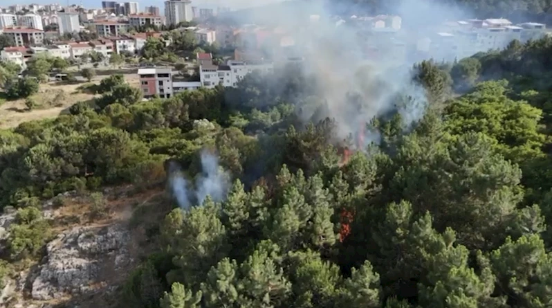 Pendik’te ormanlık alanda çıkan yangın söndürüldü
