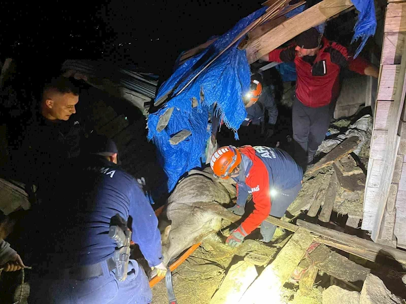 Artvin’de çöken ahırda mahsur kalan 33 büyükbaş hayvan kurtarıldı
