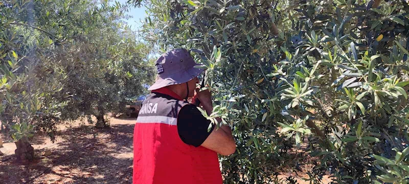 Salihli’de ‘zeytin güvesi’ alarmı
