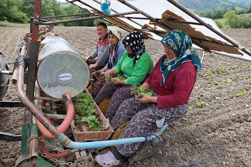 Tütün fideleri toprakla buluşmaya başladı
