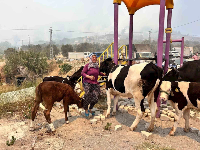 Alevlerin sıçradığı ahırından ekiplerin yardımıyla hayvanları kurtardı

