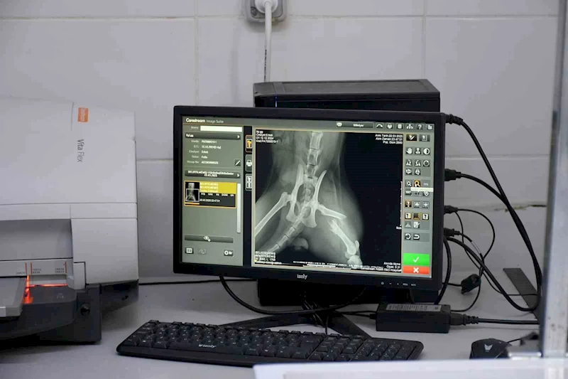 Başkan Günel, 5’inci kattan düşen kediye yaşam umudu oldu
