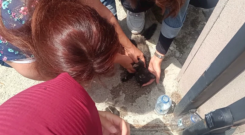 Kastamonu’da aracın çarptığı yavru kedi, üniversite öğrencilerinin kalp masajıyla hayata döndü
