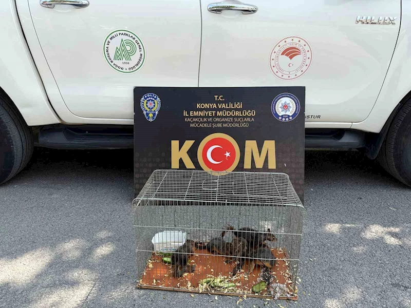 Konya’da yasadışı sincap ticaretine operasyon
