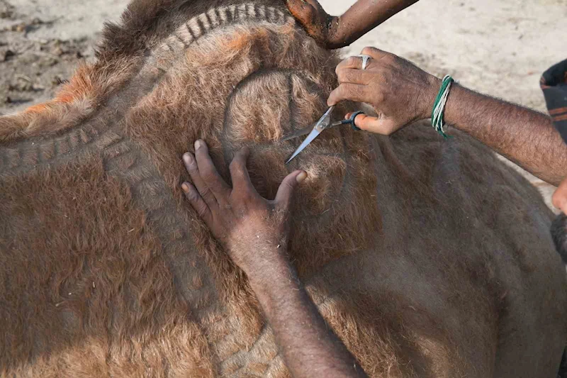 Pakistan’da Kurban Bayramı öncesi develer geleneksel motiflerle süslendi
