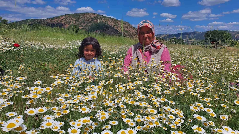 Demircili kadınların topladığı papatyalar kurutularak satılıyor
