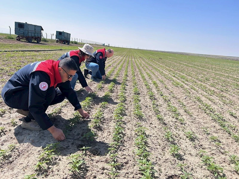 Kulu’da kenevir ekimi yapılan arazide inceleme
