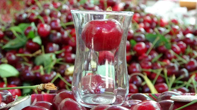 Çay bardağına sığmayan Lapseki kirazında hasat başladı
