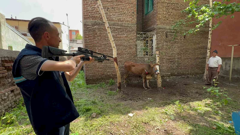 Kaçan düve, kurban timi tarafından yakalandı
