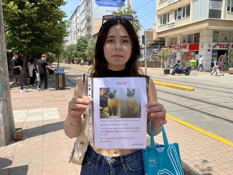 Herkes bayramı kutlarken o sokak sokak kayıp kedisini aradı
