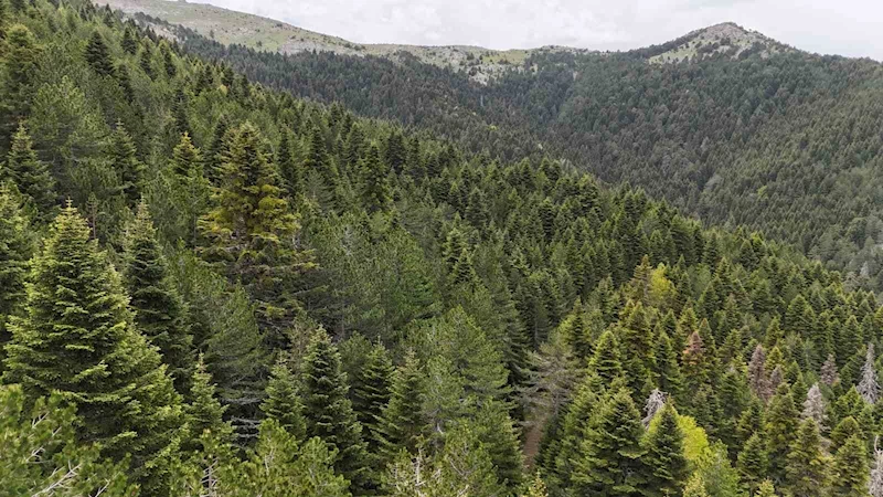 Tarihe yön veren ağaç: Kazdağı Göknarı
