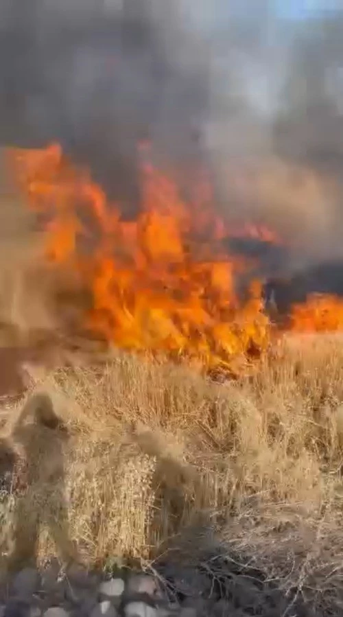 Şanlıurfa’da buğday tarlası küle döndü
