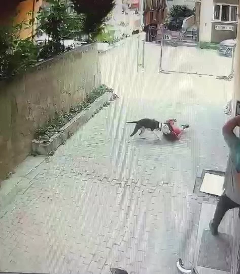 Ataşehir’de pitbull cinsi köpeğin çocuğa saldırdığı anlar kamerada

