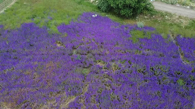 Fotoğraf meraklılarının yeni gözdesi ’hanımeli çiçeği’ tarlaları
