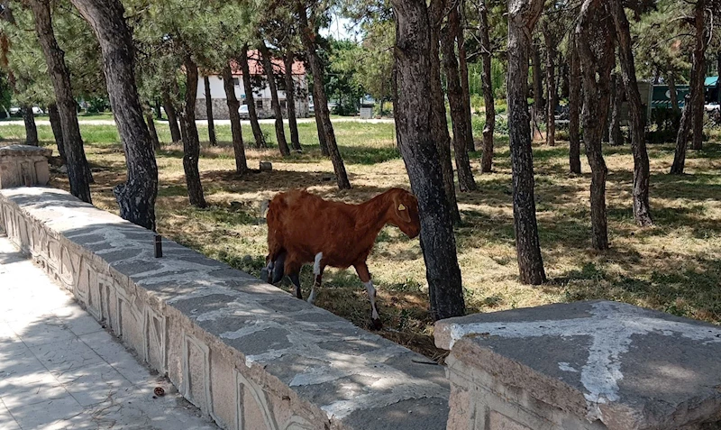 Konya’da firari keçiler ekipler tarafından bulundu
