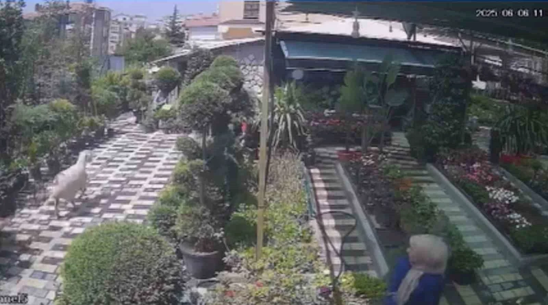 Karaman’da firar eden kurbanlık koyun girdiği fidanlıkta yakalandı
