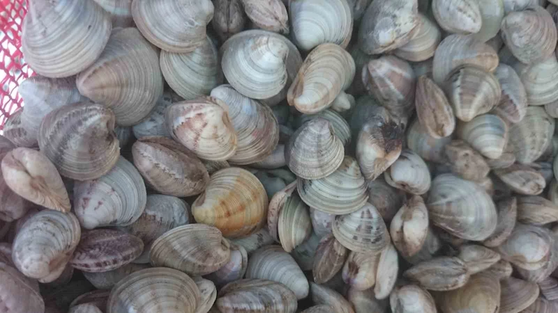 Deniz hıyarı ve beyaz kum midyesi üretimi arttı
