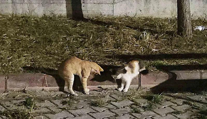 Kedilerin çıyanla tehlikeli oyunu
