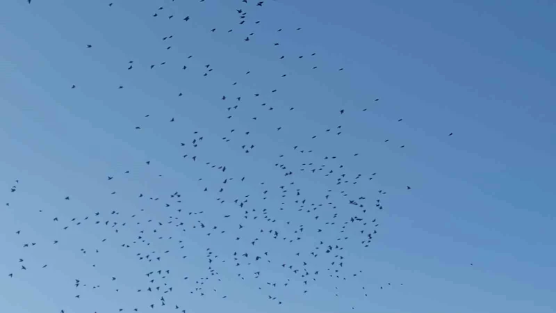 Sığırcık kuşlarının gökyüzündeki dansı mest etti
