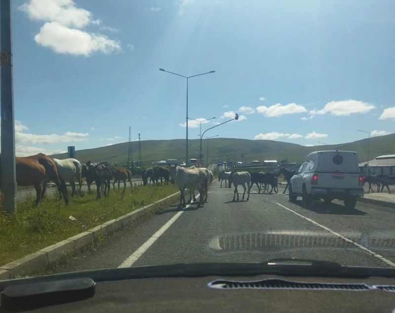 Ardahan’da başıboş atlar trafikte tehlike saçıyor
