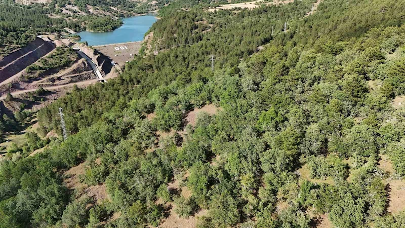 Kaybolan hayvanlar için dronla umut arayışı
