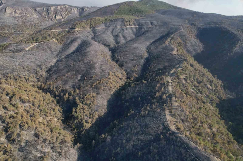 Sakarya’da dumanlar dağıldı, yangının hasarı ortaya çıktı
