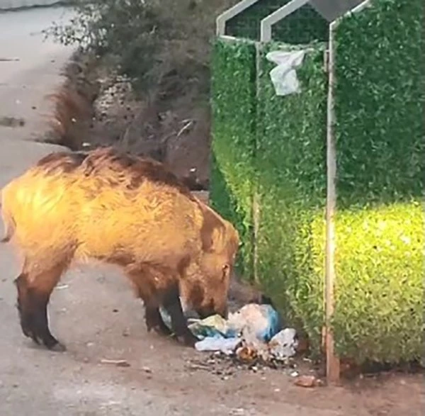 Marmaris’i domuzlar istila etti
