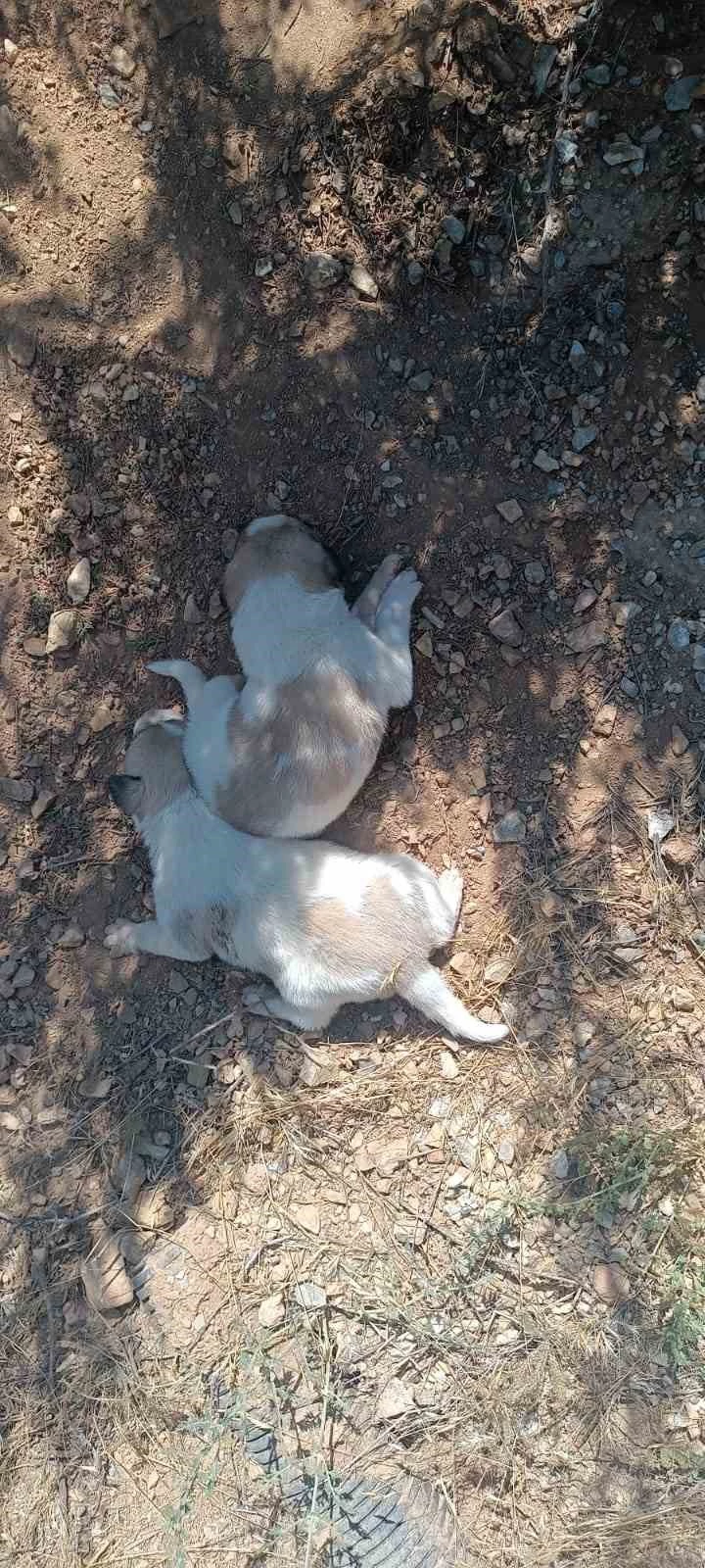 Menfeze sıkışan 2 köpek kurtarıldı
