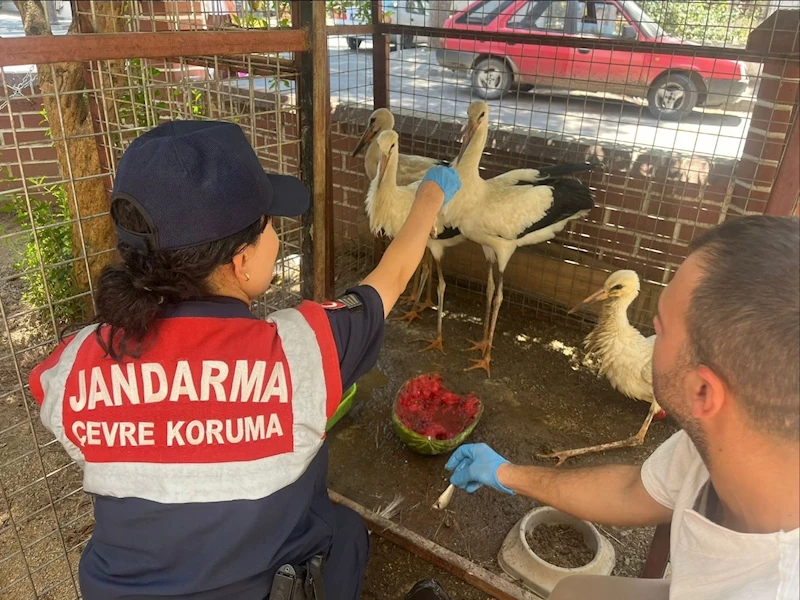 Jandarma yaralı leyleği veterinere ulaştırdı
