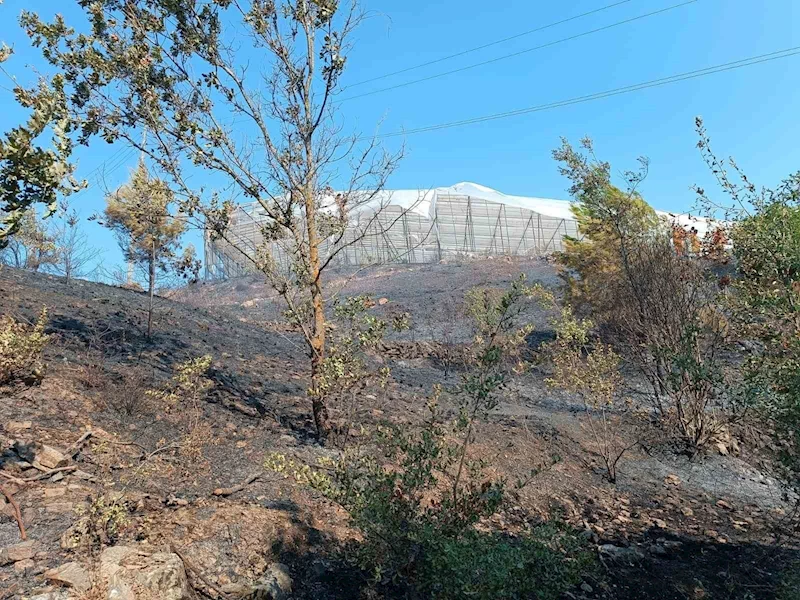 Alanya’da makilik alanda çıkan yangın kısa sürede kontrol altına alındı

