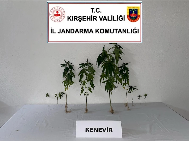 Kırşehir’de jandarma 9 kök kenevir bitkisi ele geçirdi
