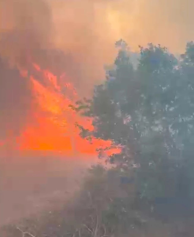 Manisa’da orman yangını
