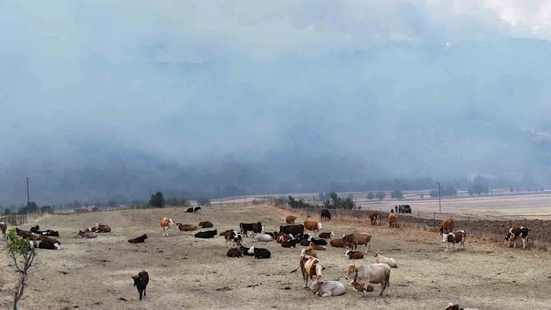 Orman yangını köye yaklaştı, hayvanlar güvenli alanda bekletiliyor
