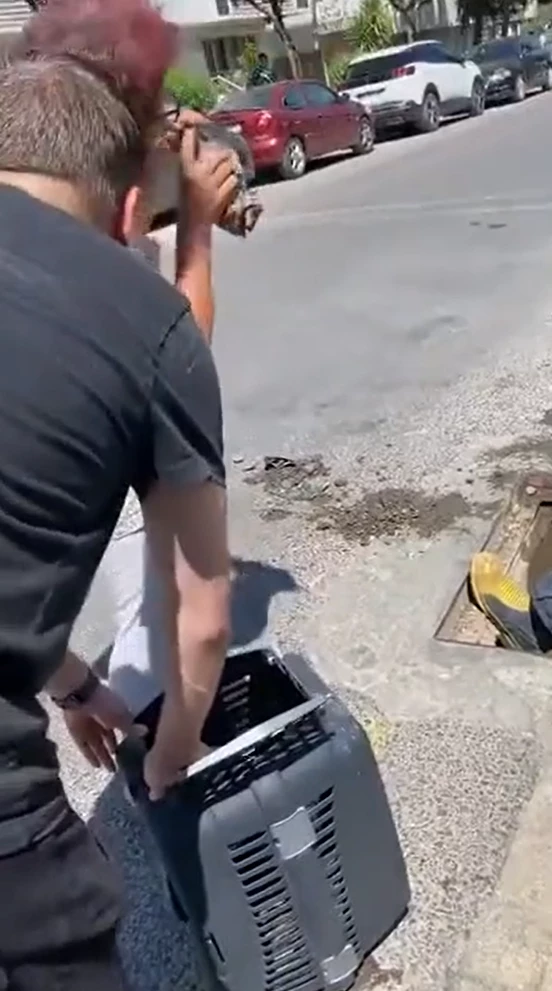 Yalova’da anne kedi ve dört yavrusu sıkıştıkları yağmur suyu kanalından kurtarıldı
