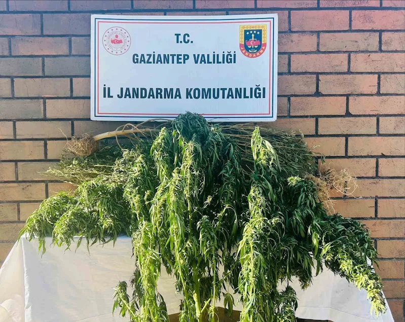 Gaziantep’te 145 kök kenevir ele geçirildi
