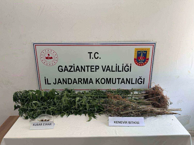 Gaziantep’te 428 kök kenevir ele geçirildi: 5 şahıs tutuklandı
