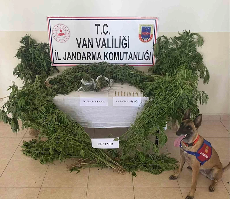 Evin çatısına kenevir ekti

