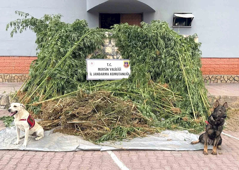 Bahçesinde kenevir yetiştiren şüpheli 45 kilo esrarla yakalandı
