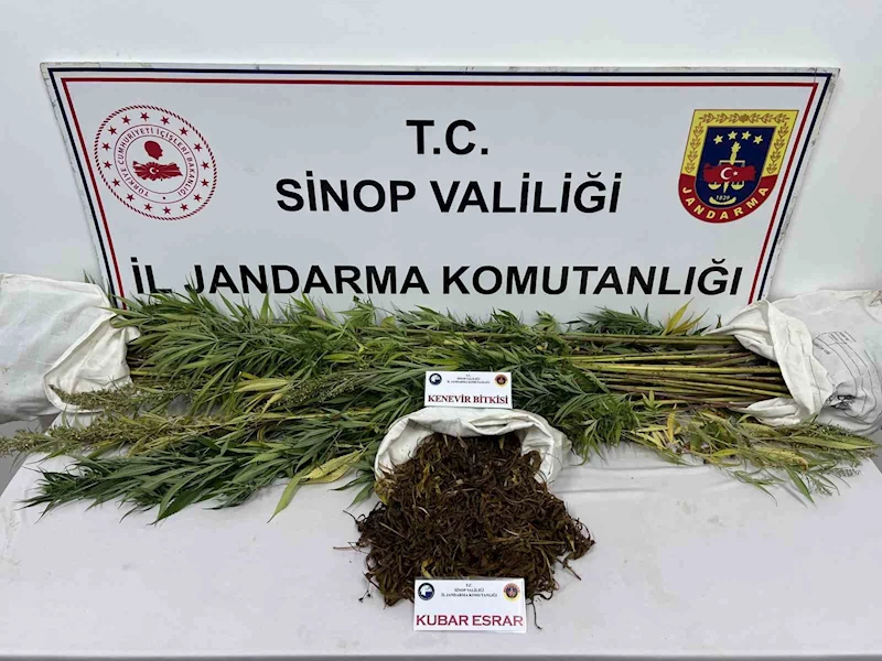 Sinop’ta 425 gram kubar esrar ve 56 kök kenevir bitkisi ele geçirildi
